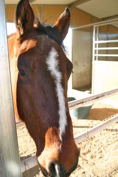 JohnsonBackHorseHead118